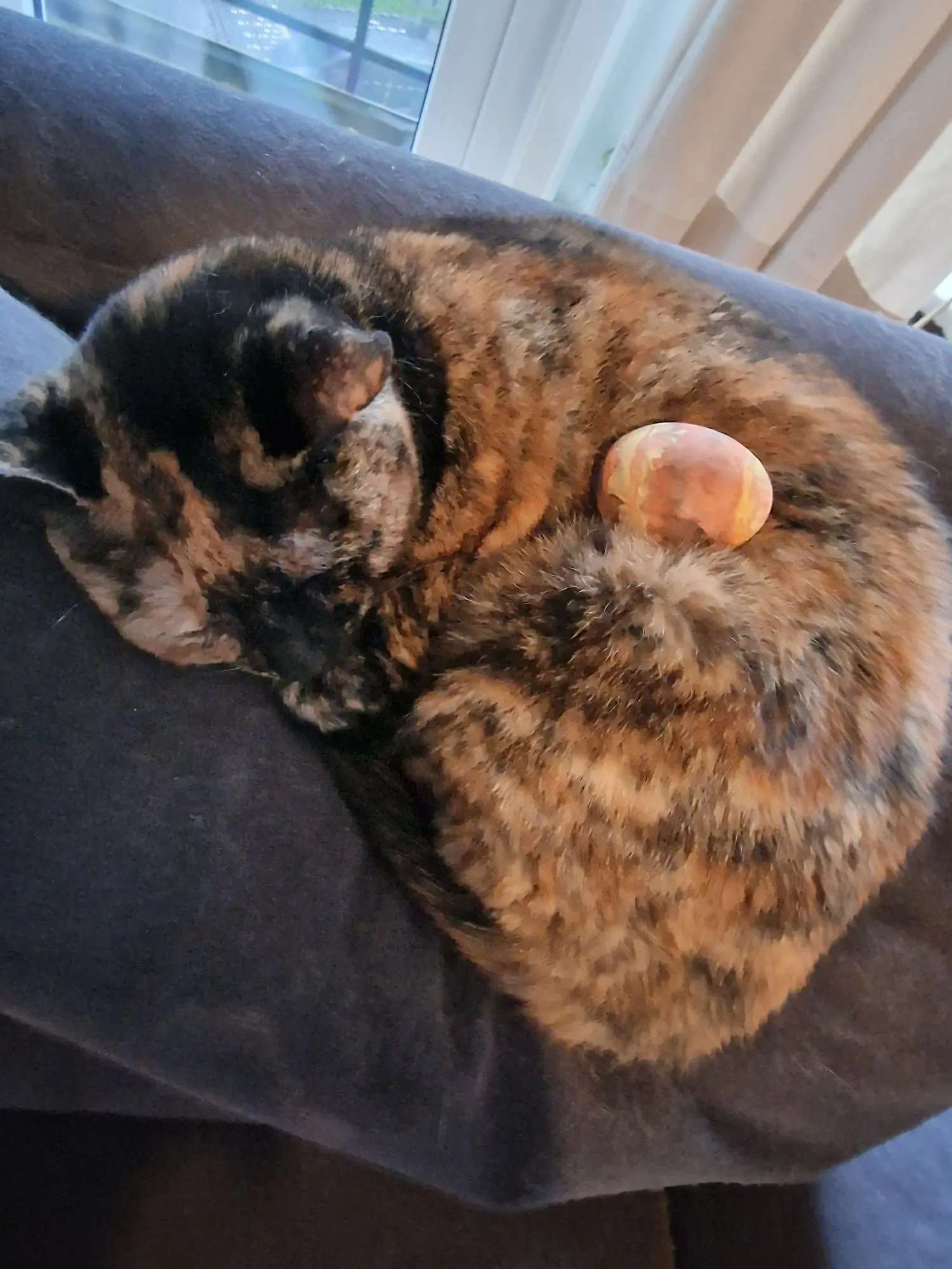 A photo of Lemon, tortoiseshell cat